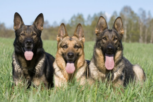 axon comunicacion, 15.000 perros se darán cita en junio durante la Exposición Mundial Canina de Madrid