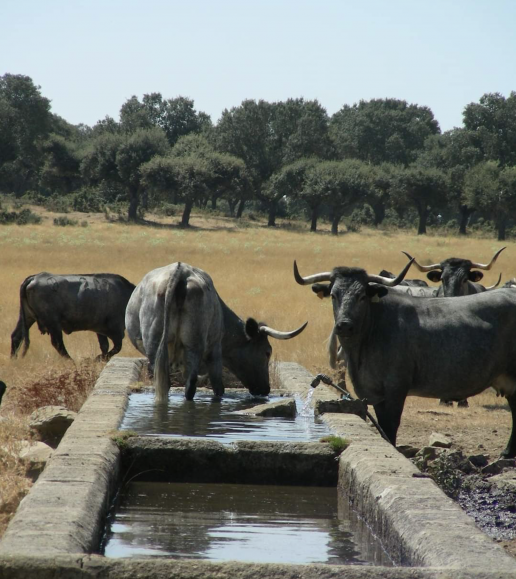 AXON COMUNICACION, La sequía tiene un impacto sobre la producción y la sanidad animal, según recuerda el Colegio de Veterinarios de Badajoz