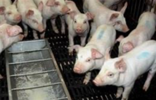Axon Comunicacion, La patronal del sector porcino de Valladolid exige el cese de las campañas de desprestigio hacia el sector