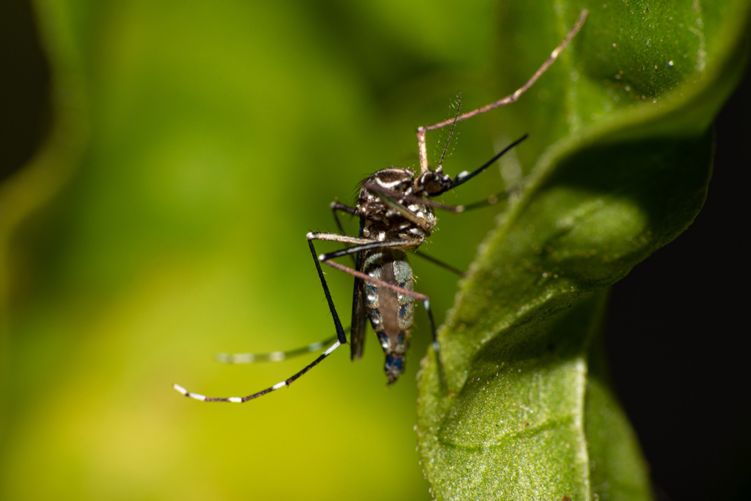 AXON COMUNICACION, Combatir las enfermedades transmitidas por mosquitos mediante tecnologías de control genético