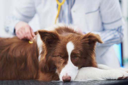 AXON COMUNICACION, Eficacia del ondansetrón para tratar las náuseas en perros con síndrome vestibular