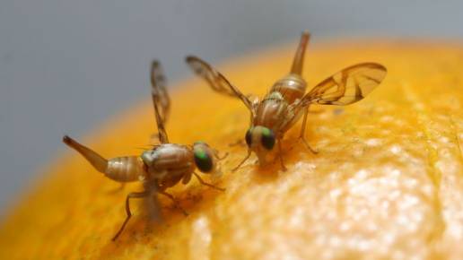 AXON COMUNICACION, Descubren en las moscas de la fruta un nuevo tipo de muerte celular