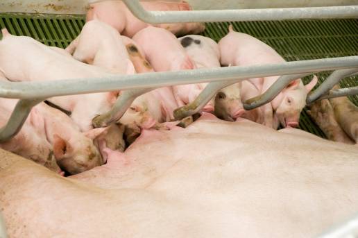 AXON COMUNICACION, Determinación del índice de supervivencia como parámetro de bienestar animal en granjas de porcino blanco