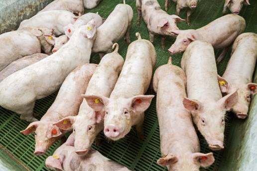 AXON COMUNICACION, Cambios en la microbiota intestinal de cerdos de cebo tras la administración de butirato de sodio encapsulado en el pienso