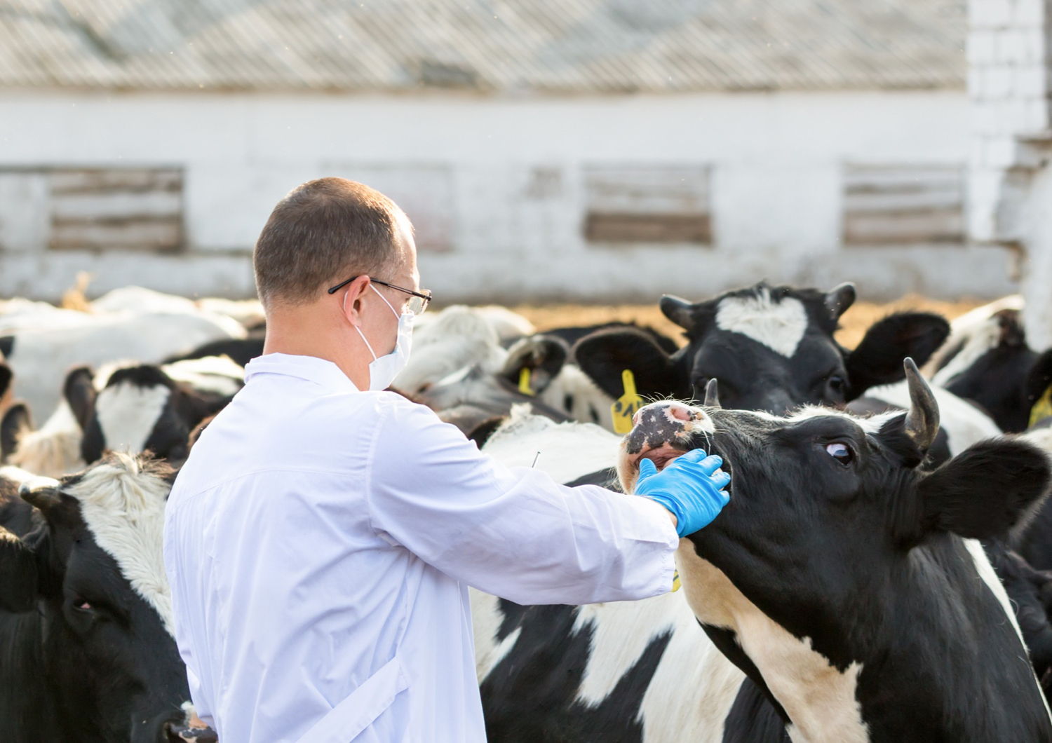 AXON COMUNICACION, Enfermedad respiratoria bovina en la granja: mirando más allá del tratamiento de terneros enfermos