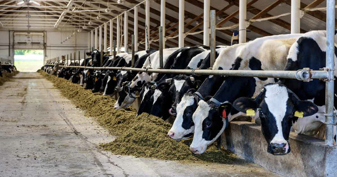 AXON COMUNICACION, Enfermedad respiratoria bovina: trabajar con los ganaderos para iniciar un cambio real