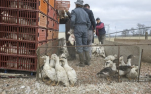 AXON COMUNICACION, Francia comienza a experimentar la vacunación contra la gripe aviar