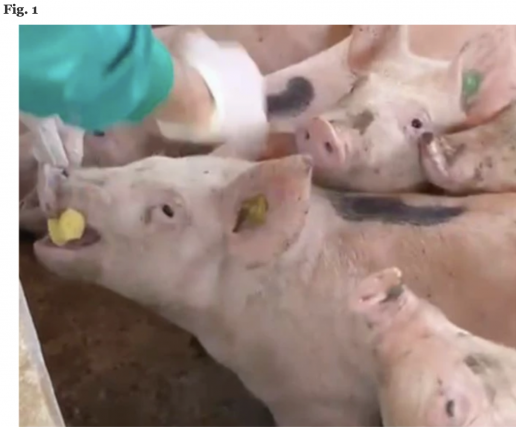 AXON COMUNICACION, Conceptos básicos para el uso potencial de la saliva para evaluar el estrés, la inflamación, el sistema inmunitario y la homeostasis redox en cerdos