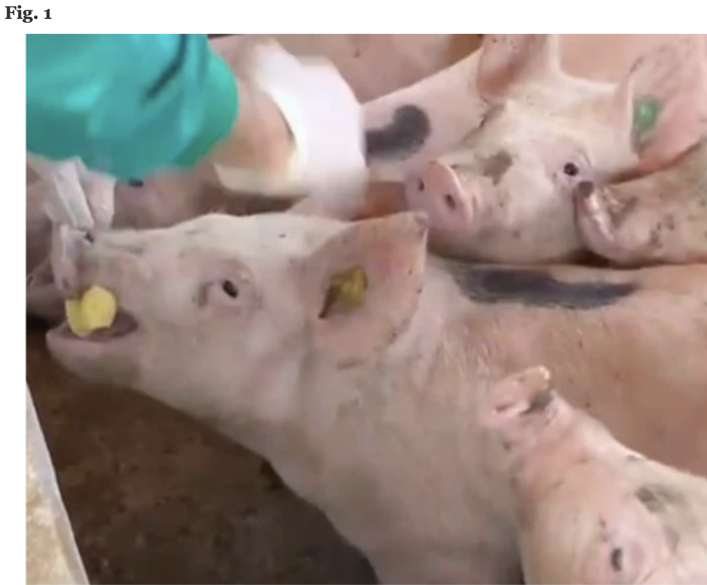 AXON COMUNICACION, Conceptos básicos para el uso potencial de la saliva para evaluar el estrés, la inflamación, el sistema inmunitario y la homeostasis redox en cerdos