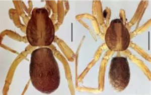 AXON COMUNICACION, Nueva  araña para la ciencia, la 'Agroeca istia', encontrada en Navarra