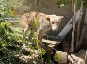 AXON COMUNICACION, Tres investigados en Granada por supuesto maltrato animal a nueve perros en un cortijo llenos de garrapatas