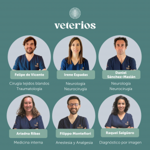 Actividad incesante de los especialistas de Veterios previa a la apertura del hospital de referencia en Madrid, veterinarios
