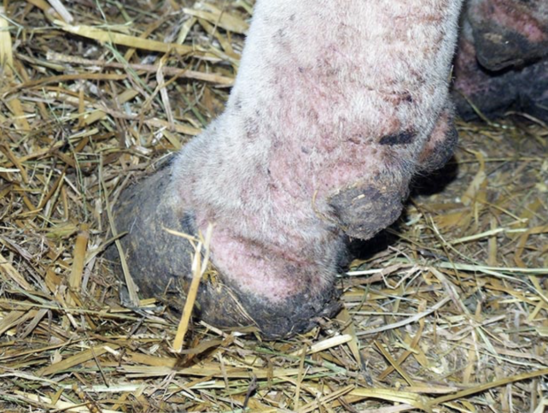 Infestación de ectoparásitos en ganado lechero alonado en invierno pata vaca