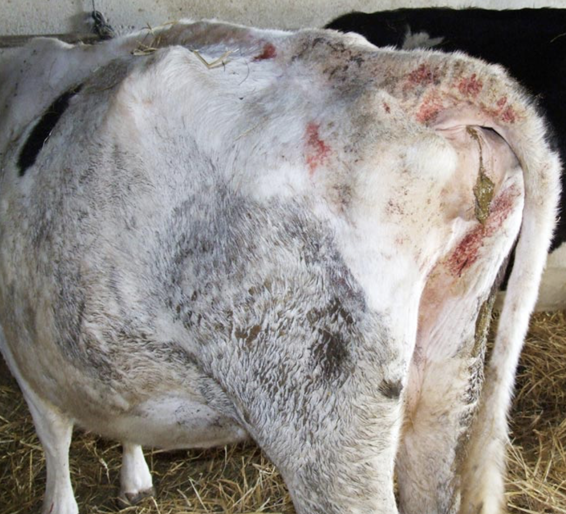 Infestación de ectoparásitos en ganado lechero alonado en invierno sarna