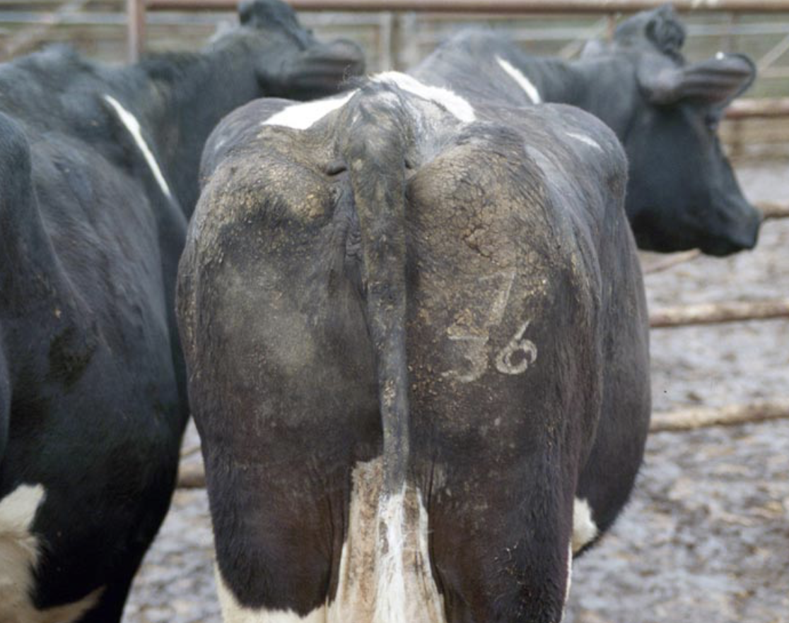Infestación de ectoparásitos en ganado lechero alonado en invierno sarna sarcóptica