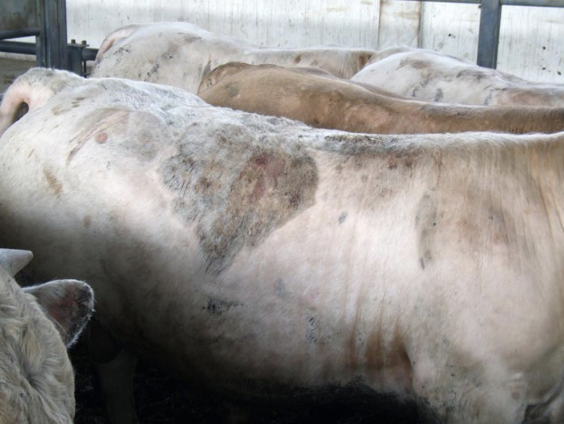 Infestación de ectoparásitos en ganado lechero alonado en invierno sarna psoroptica