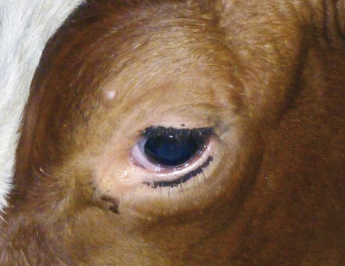 Infestación de ectoparásitos en ganado lechero alonado en invierno piojos