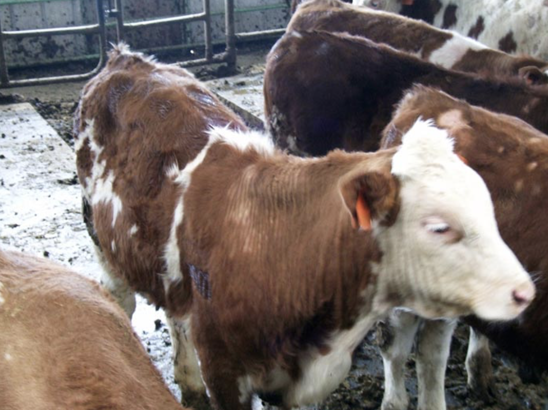 Infestación de ectoparásitos en ganado lechero alonado en invierno piojos