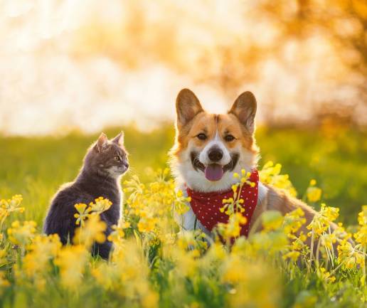 Consejos para prevenir el golpe de calor en perros y gatos durante la época estival, foto perro y gato