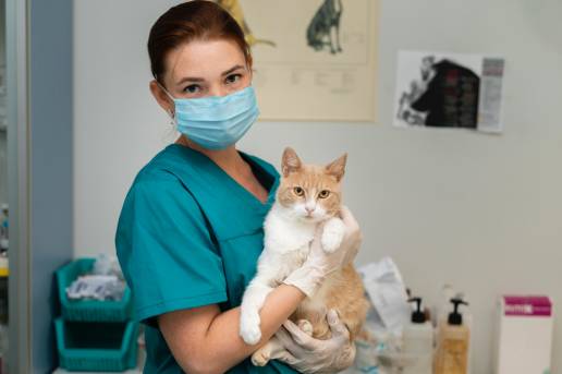 Resaltan la labor de los veterinarios, ayuntamientos y entidades que se dedican a los animales, foto veterinaria