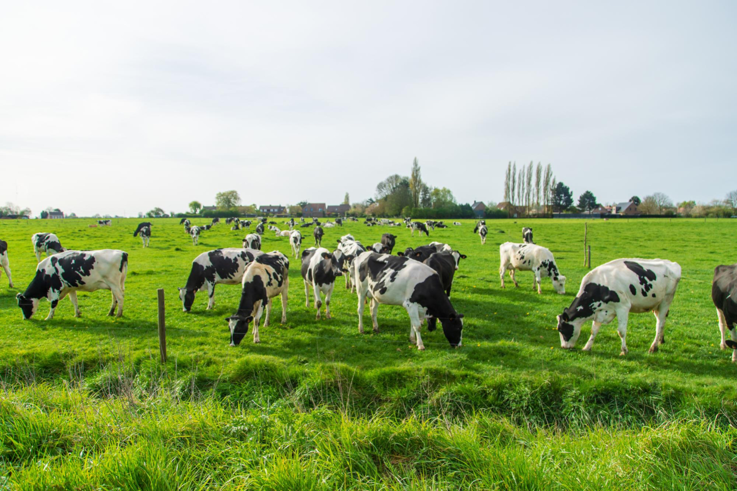 trematodo hepático en bovinos y ovinos: control y tratamiento de casos agudos vacas