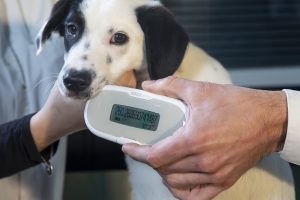 MSD Animal Health lanza Thermochip® y Thermochip® Mini una nueva generación de microchips para la identificación de mascotas con biosensor de temperatura integrado, foto lector microchip