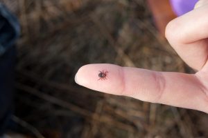 Más del 14% de la población mundial ha padecido la enfermedad de Lyme transmitida por garrapatas, dedo garrapata