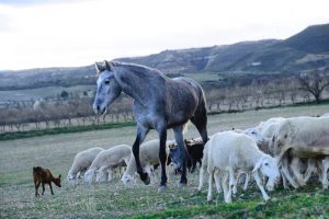 Agricultura fomentará la compra de equinos como sustitutos de ovinos y bovinos por su resistencia a enfermedades, foto caballos y ovejas