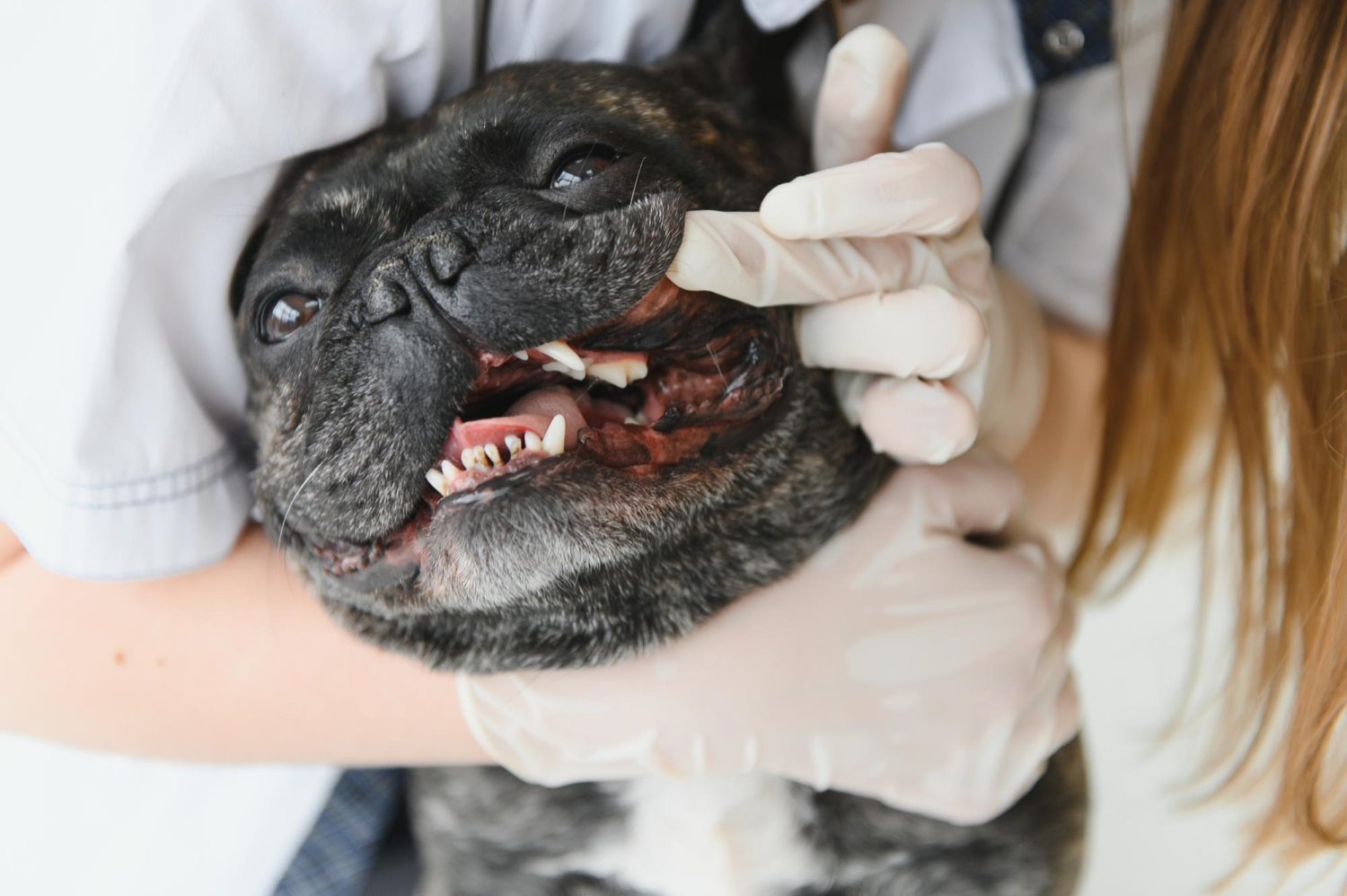 Dimensiones nasofaríngeas de los perros braquicéfalos e inflamación y derrame del oído medio, buldog veterinario