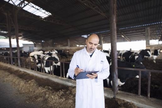 Documento de actuaciones para justificar el uso de la metafilaxia y profilaxia en vacas lecheras, veterinario vacas