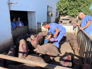 El sector porcino español y portugués intercambian experiencias sobre Improvac®, foto veterinarios porcino
