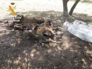 Investigado en Salamanca por abandono de animales con "evidentes" signos de desnutrición y alguno muerto, foto animales muertos