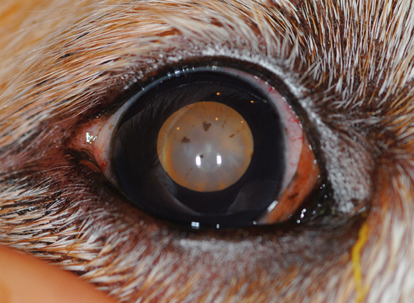 Dolor ocular y pérdida de visión en un Golden Retriever, FOTO OJO