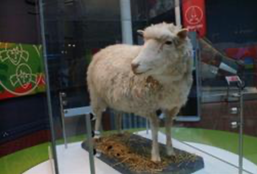 Se cumplen 26 años de la oveja Dolly, primer mamífero clonado, Foto oveja Dolly