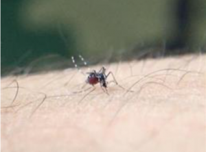 Las ciudades son el "principal foco" de riesgo de zoonosis, foto mosquito tigre