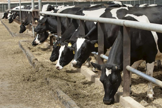Los fabricantes de pienso alertan de que rozan los márgenes de la rentabilidad nula, fotos vacas frisona