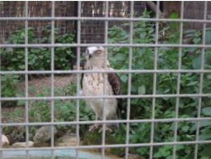 El Zoo Córdoba prolonga hasta septiembre su cierre temporal, como prevención por la gripe aviar, foto ave rapaz