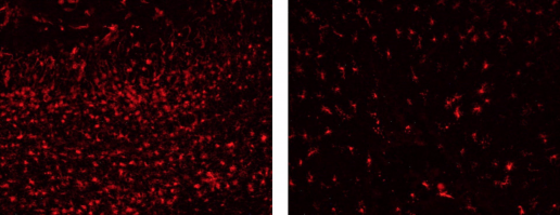 Investigadores españoles hallan las células matan las neuronas en un modelo animal de enfermedad mitocondrial, foto células