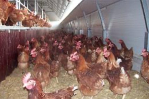 Dos nuevos focos de la enfermedad de Newcastle en granjas de pollos de Huércal-Overa, foto gallinas