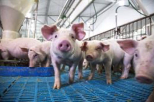 COAG pide responsabilidad a las empresas importadoras para evitar la entrada de la peste porcina a España, foto lechones