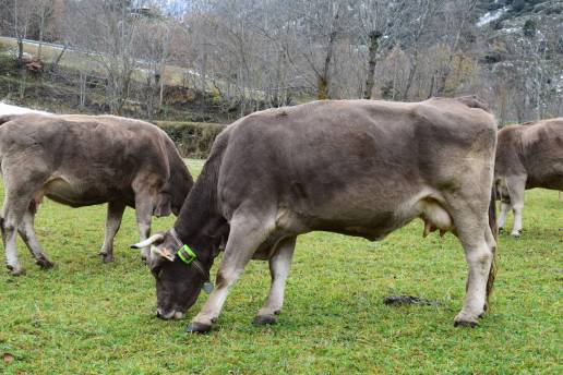 Monitorizar el bienestar de los animales vía geolocalización, una nueva herramienta para los ganaderos extensivos de los Pirineos, foto ganado