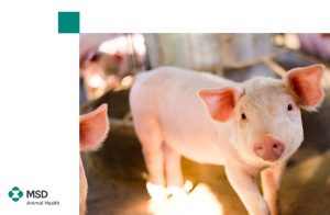 MSD Animal Health presenta su nueva plataforma focalizada en las futuras reproductoras: "EXPERTOS EN REPOSICIÓN", foto cerdito y lago empresa