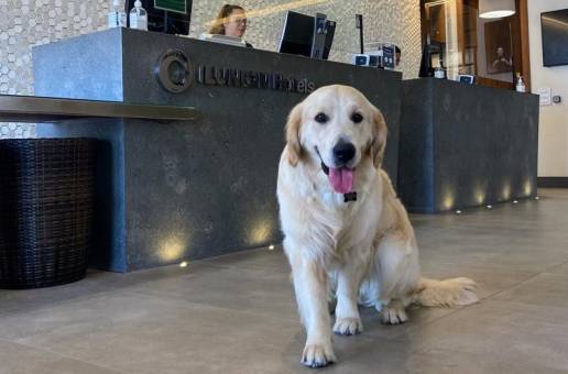 ILUNION Hotels aceptará mascotas en todos sus establecimientos, FOTO PERRO LABRADO RETRIVIER