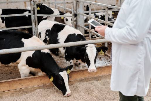 Importancia de los oligoelementos en la salud y el rendimiento, vacas holstein comiendo