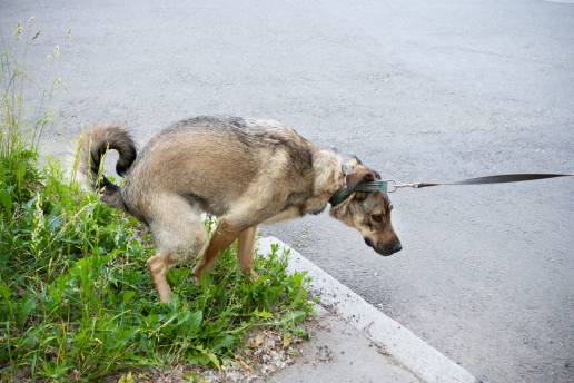 Pontevedra estudia crear un registro de ADN para heces de perros por los excrementos no recogidos en las calles, foto perro con caca