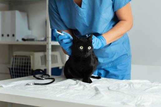 Protocolo alternativo para la cetoacidosis diabética felina (CAD), foto gato veterinario