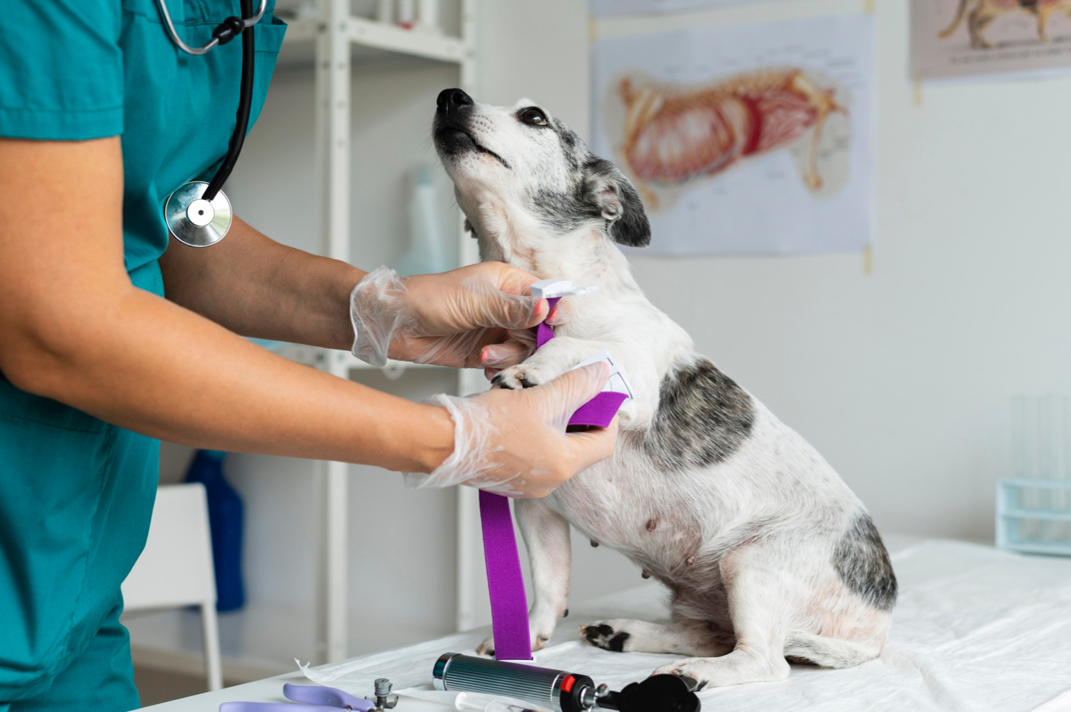 Eficacia del ondansetrón para el tratamiento de las náuseas en perros con síndrome vestibular, FOTO VETERINARIO Y PERRO