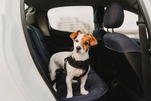 10 claves para asegurar el bienestar animal durante los trayectos en coche, foto perro coche