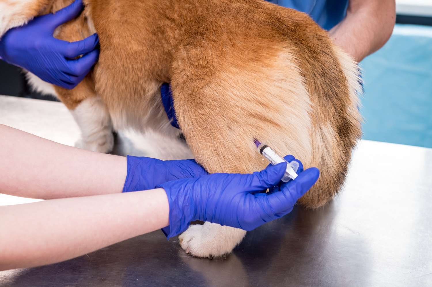 Prevalencia de úlceras gastrointestinales en perros tratados con AINE a largo plazo, foto perro enfermo