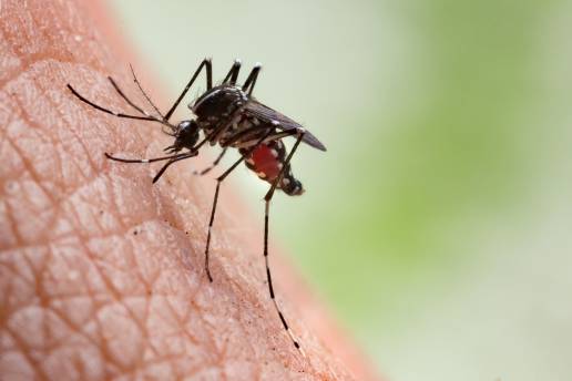 Las enfermedades transmitidas por la picadura de mosquitos se han incrementado en España, foto Aedes aegypti